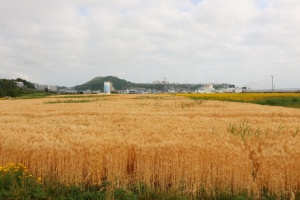 동해시, 갈대빛 청보리와 붉고 노란 꽃물결, 묵호항 준설토장 꽃밭 인기몰이