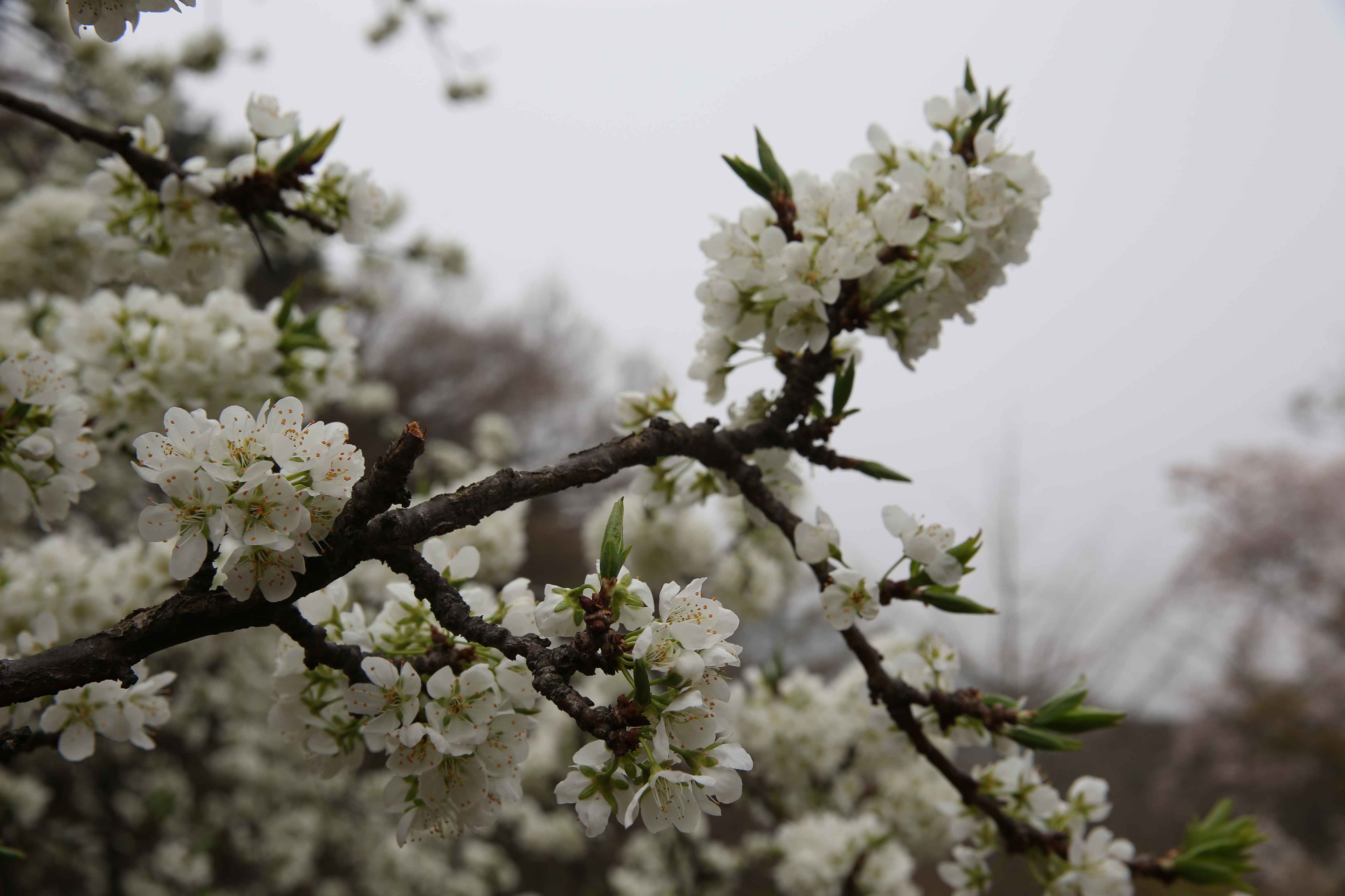 봄에 찾는 개심사는 온통 봄꽃 천국!