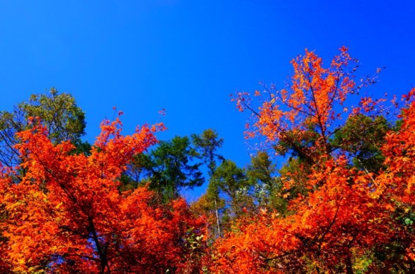 만추가경을 보고 싶다면, 금원산자연휴양림으로!