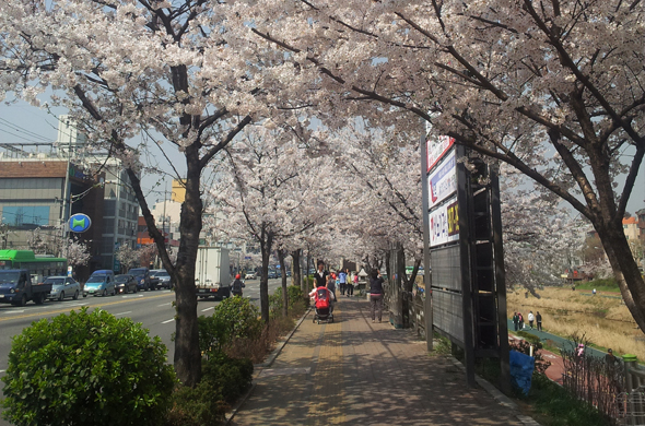 3. 산책과 운동하기 좋은 봄꽃길_불광천변