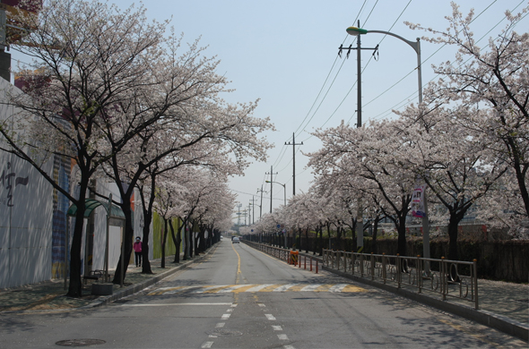 2. 드라이브하기 좋은 봄꽃길_금천구 벚꽃로