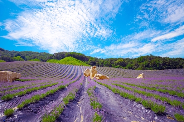 정읍 허브원_1