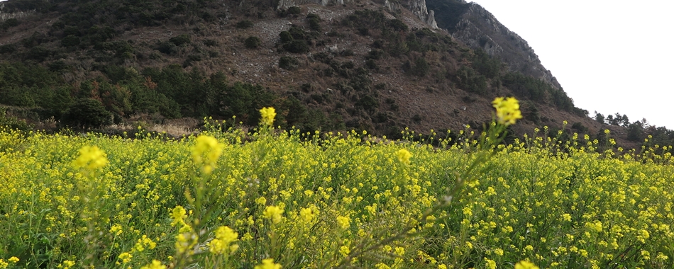 노란 얼굴 유채꽃이 제주를 덮는 계절