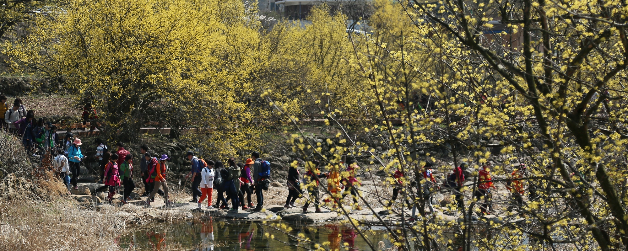 산수유마을, 지리산 자락에 피다