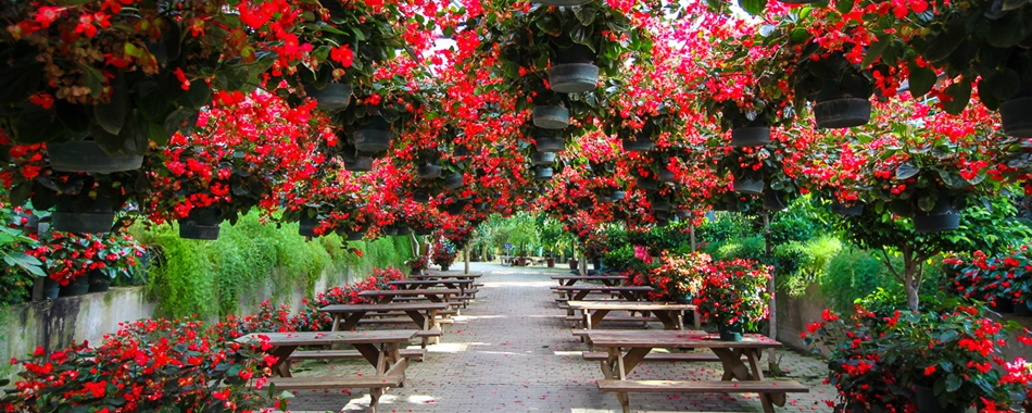 사계절 내내 아름다운 꽃밭, 아산세계꽃식물원
