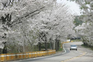 봄꽃이 흐르는 대청호반길,대전광역시 동구