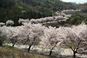 봄이 그린 그림, 벚꽃 흩날리는 ‘청풍호’에서,국내여행,음식정보