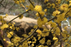 노란 ‘동백꽃’의 수수께끼, 춘천 실레마을,강원도 춘천시