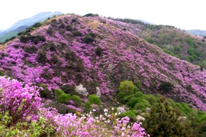 다섯 연꽃이 피었던 산에 진달래가 만개하니, 고려산,인천광역시 강화군