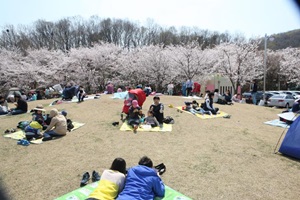 벚꽃과 함께하는 봄날의 여유로운 기억, 의왕 벚꽃축제,경기도 의왕시