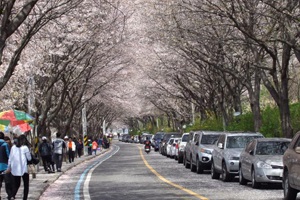 봄이 흐르는 ‘섬진강변벚꽃축제’,국내여행,음식정보