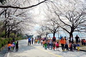 벚꽃 터널을 걷다 ‘충주호 봄나들이 한마당’,충청북도 충주시