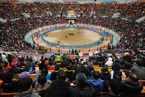 우직한 소들의 한판 승부 ‘청도 소싸움 축제’,경상북도 청도군