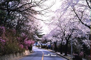 과거와 현재 사이에서 즐기는 특별한 벚꽃놀이, ‘워커힐 길’,서울특별시 광진구