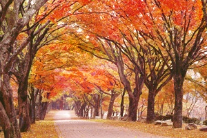 가을 단풍의 대명사, '내장산'의 다양한 매력,전라북도 정읍시