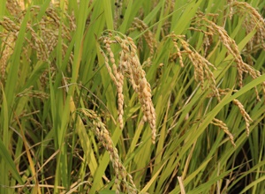 철원 오대쌀,지역특산물,국내여행