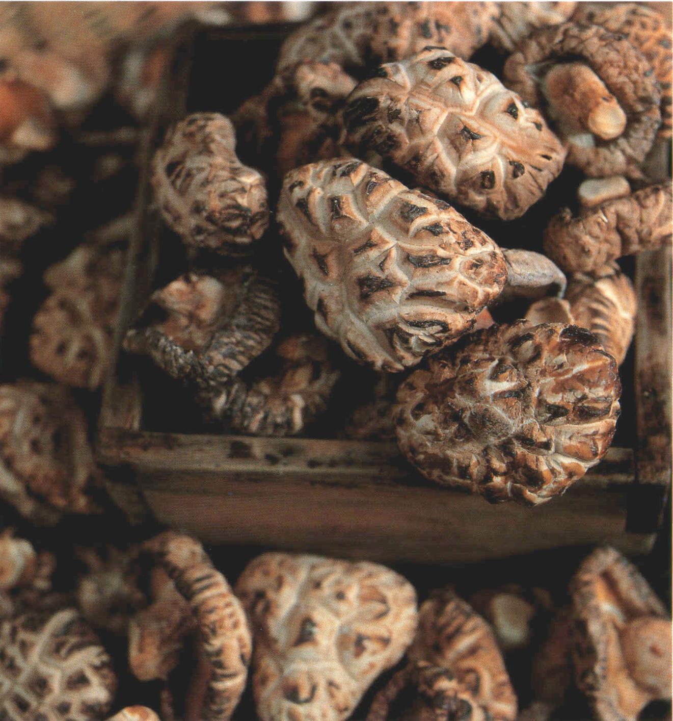 표고버섯,전라북도 완주군,지역특산물