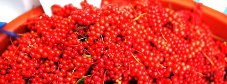 색도 곱고 몸에도 좋네, 오미자