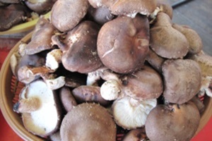 표고버섯 (하우스 재배),제주특별자치도 제주시,지역특산물
