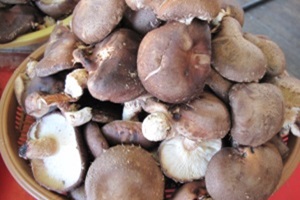 가평 버섯 (하우스 재배),경기도 가평군,지역특산물