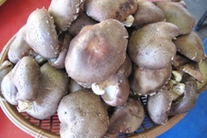 동두천 버섯 (하우스 재배),경기도 동두천시,지역특산물
