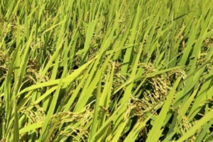연천쌀,경기도 연천군,지역특산물
