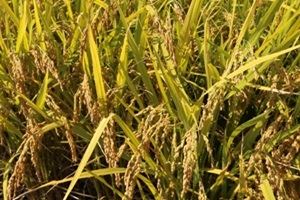 오산 세마쌀 ,경기도 오산시,지역특산물