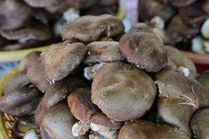 표고버섯 (하우스 재배),국내여행,음식정보