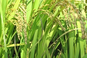 파주 임진강 쌀 ,국내여행,음식정보