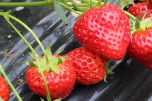 딸기,강원도 양구군,지역특산물