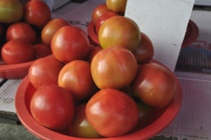 토마토,강원도 철원군,지역특산물