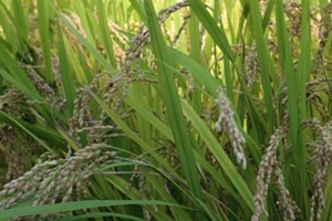 담양쌀,전라남도 담양군,지역특산물