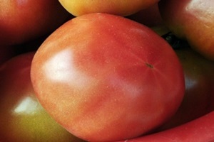 토마토,전라남도 화순군,지역특산물
