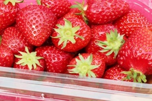 딸기 (삼례 고산 완창),전라북도 완주군,지역특산물