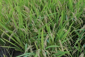 탑마루 쌀,전라북도 익산시,지역특산물