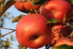 거창 사과,국내여행,음식정보