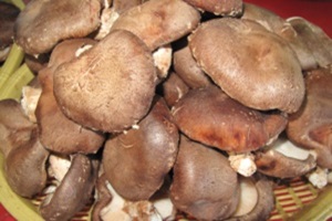 금오산 표고버섯(하우스재배),경상북도 구미시,지역특산물