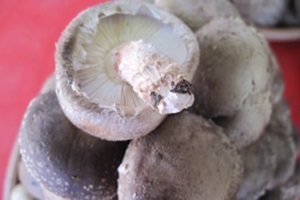 표고버섯(하우스 재배),경상북도 성주군,지역특산물