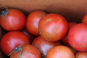 토마토,국내여행,음식정보