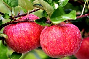 바리실 사과,충청남도 금산군,지역특산물