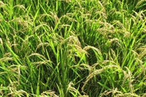 쌀,충청북도 음성군,지역특산물