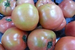 토마토,강원도 영월군,지역특산물
