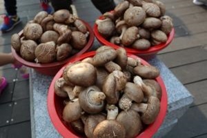 표고버섯,강원도 평창군,지역특산물