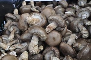 표고버섯,경상남도 합천군,지역특산물