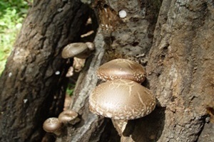 표고버섯,전라북도 진안군,지역특산물
