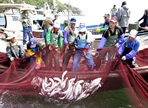 진도꽃게한마당잔치,지역축제,축제정보