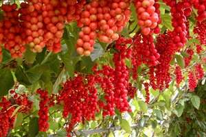 문경오미자축제,국내여행,음식정보