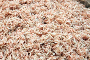 광천토굴 새우젓·재래맛김 대축제,국내여행,음식정보