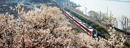 원동에 매화가 만발했네