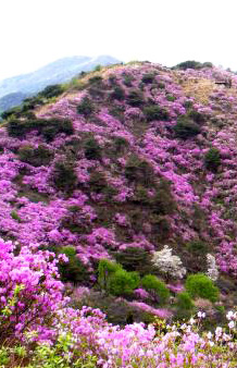 수도권에서 만나는 진달래